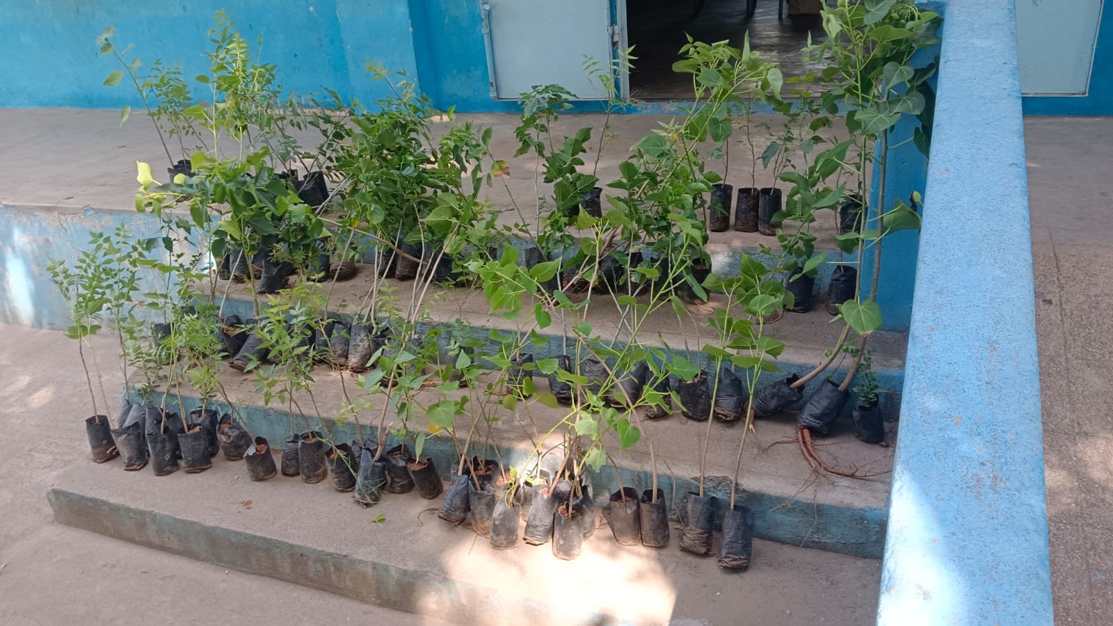 Our tree plantation drive held on June 5, 2026, in commemoration of World Environment Day image